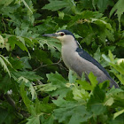 Black-crowned Night-heron