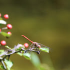 Ruddy Darter