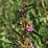 Swamp Loosestrife