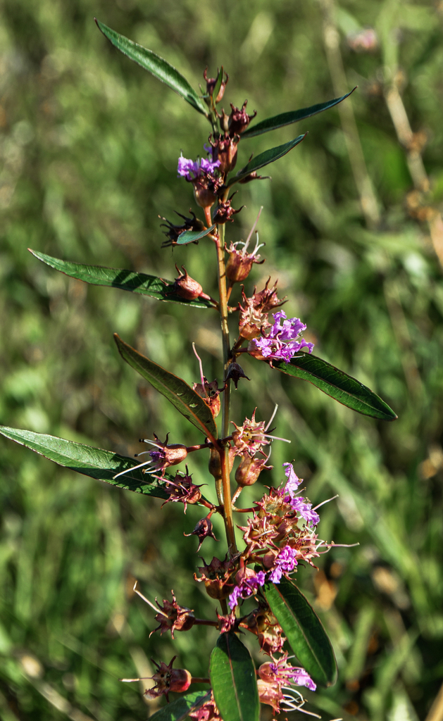 Swamp Loosestrife