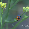 Harlequin Bug