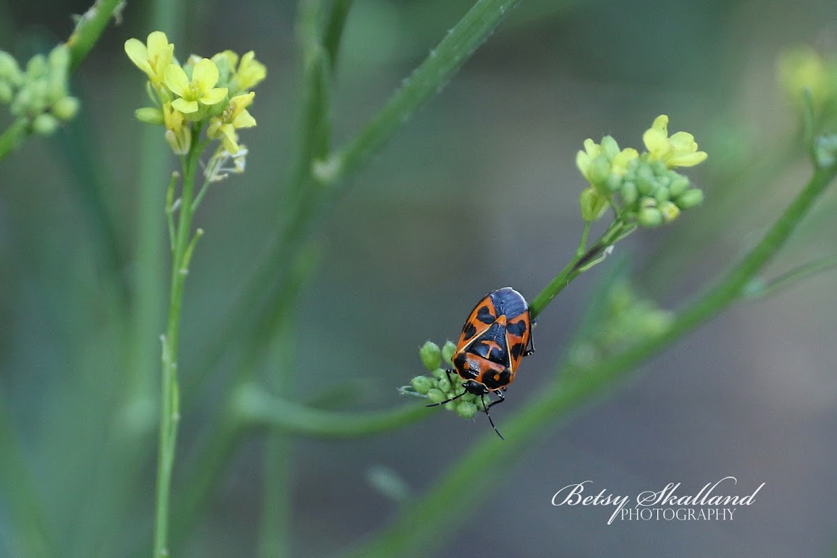 Harlequin Bug