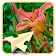 Stick-Puzzle (Flowers) icon