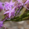 Fewflower Blazing Star