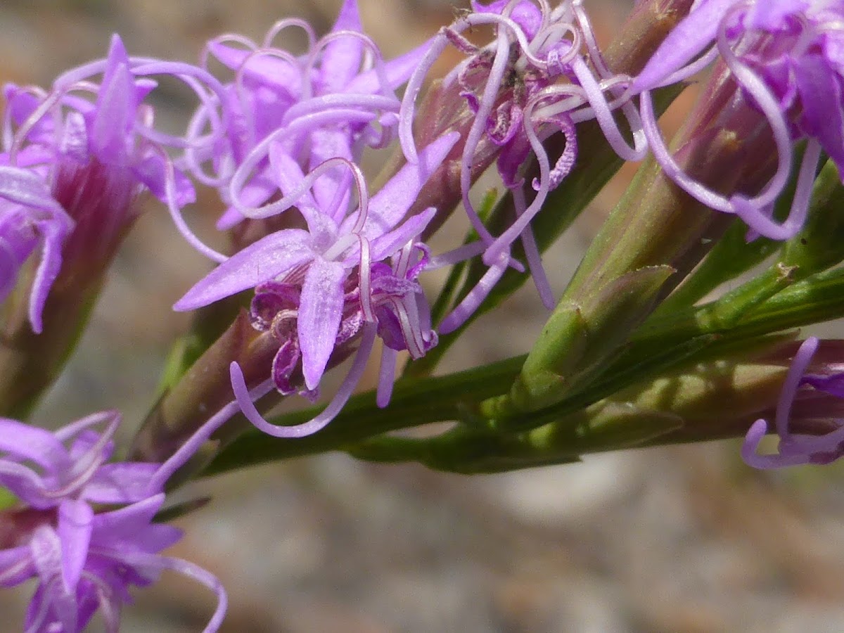 Fewflower Blazing Star