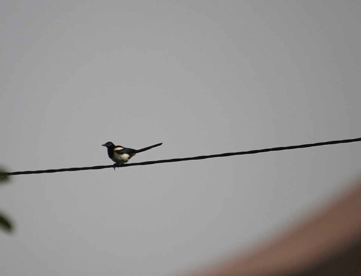 Eurasian magpie