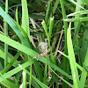 Spur-Throat Grasshopper