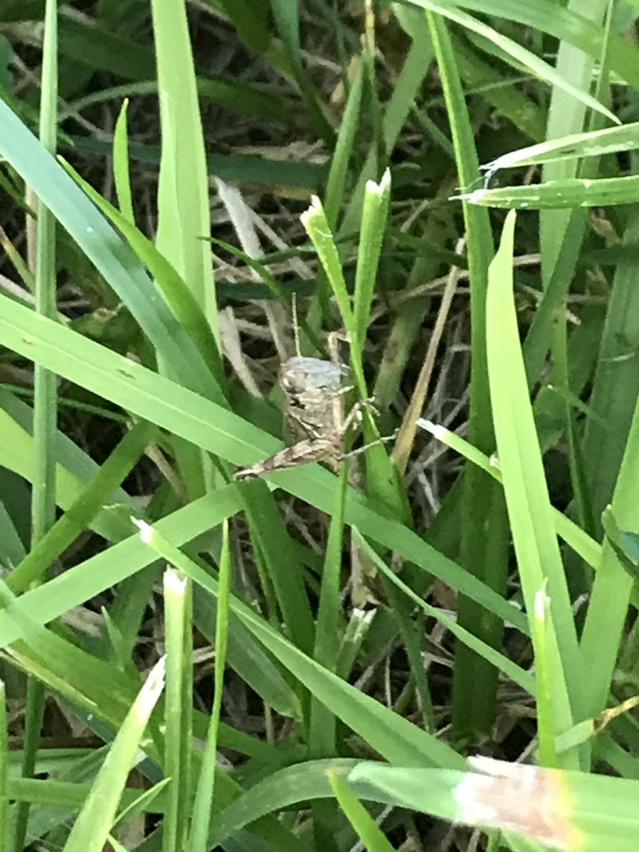 Spur-Throat Grasshopper