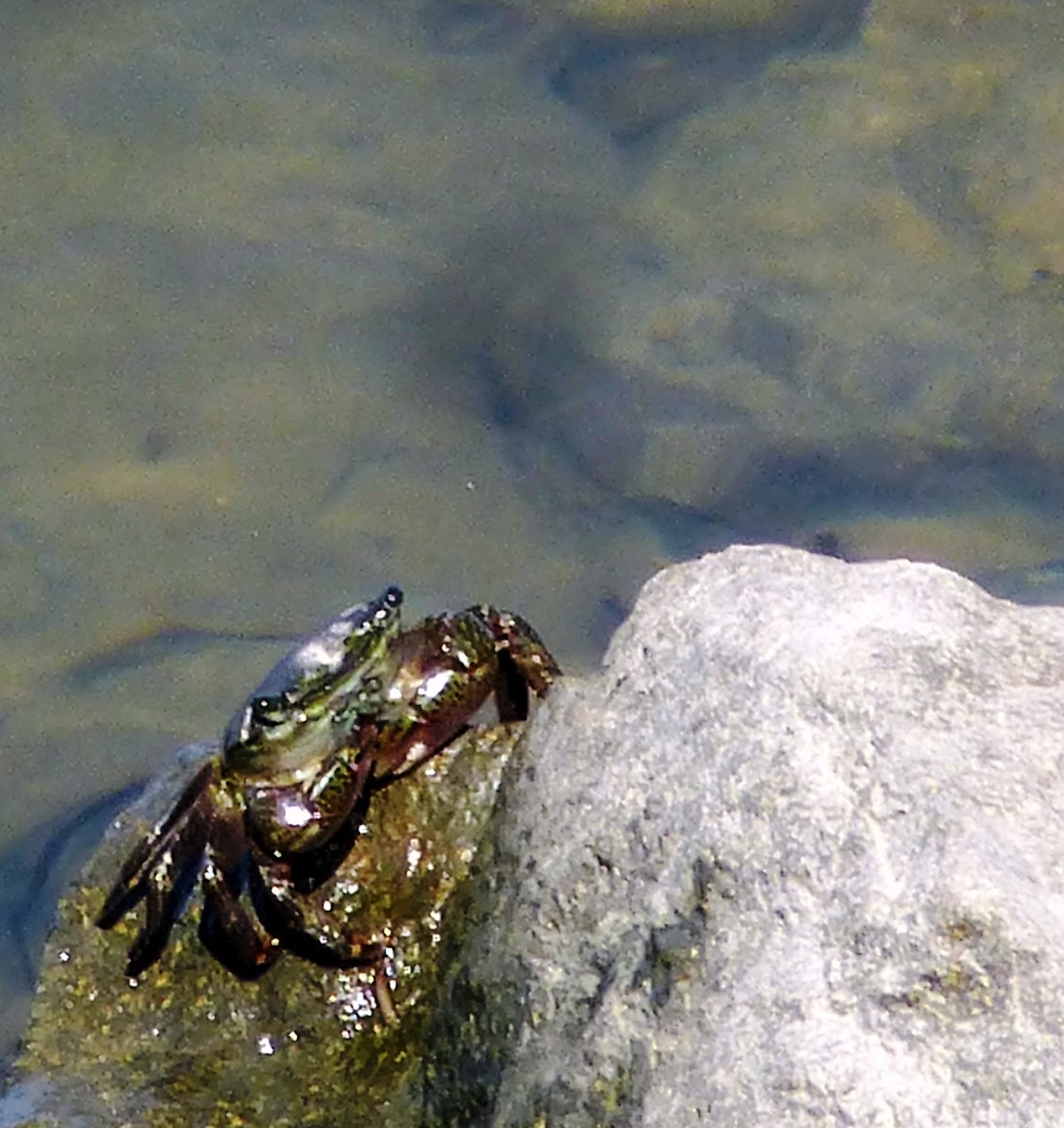 Striped shore crab