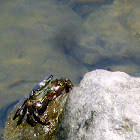 Striped shore crab