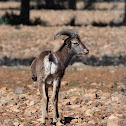 Muflón (European mouflon)