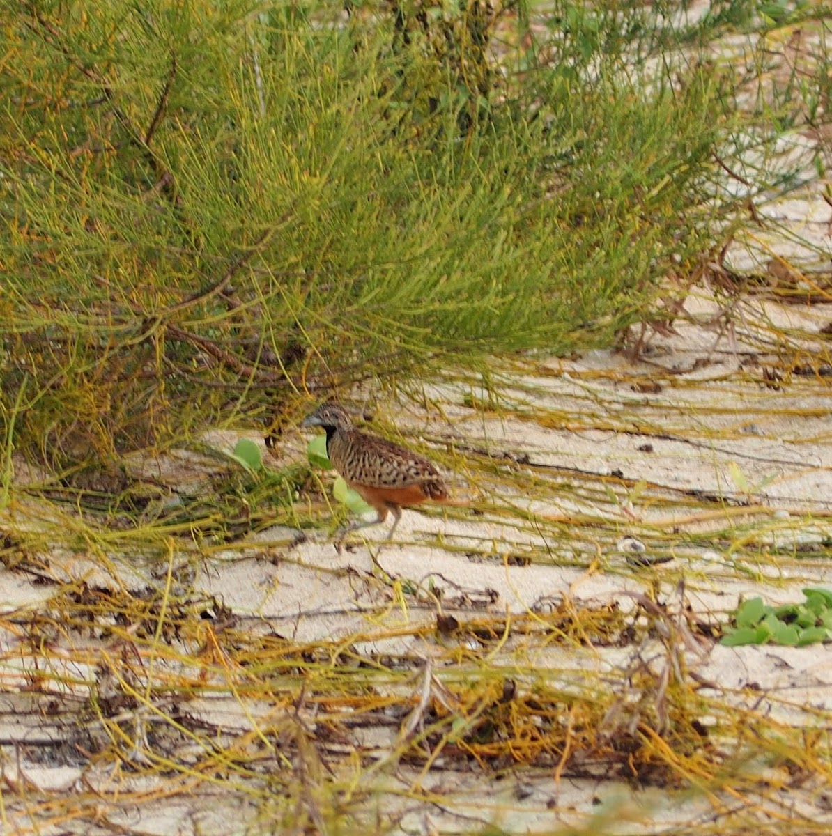 Barred buttonquail