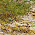 Barred buttonquail