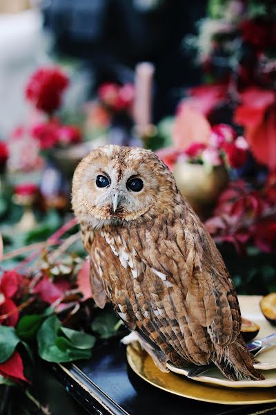 Fotografo di matrimoni Natalya Sirenko (sirenkophoto). Foto del 3 febbraio 2019