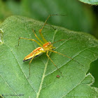 similar to Orange-backed lynx spider