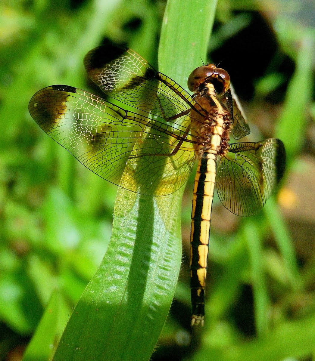 Pied paddy skimmer ♀