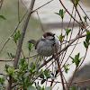 White-Throated Sparrow