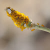 Oleander Aphid