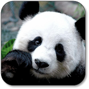 Panda Wallpaper  Icon