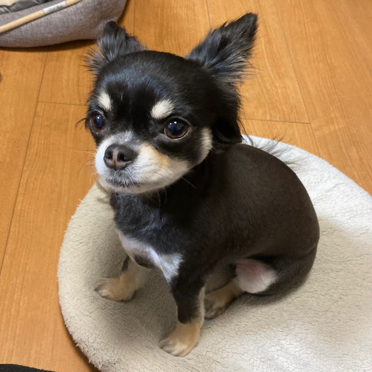 86のYouTube・愛犬紹介に関するカスタム事例の投稿画像2枚目