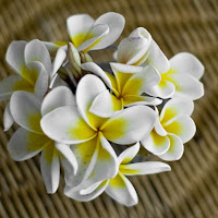 Frangipani di 