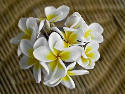 Frangipani di utente cancellato