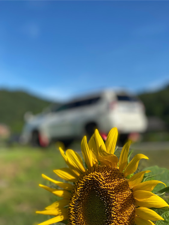 ランドクルーザープラドのひまわり畑🌻・朝霧・朝活・ひまわりコラボ・ピックアップに関するカスタム事例の投稿画像6枚目