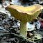 Bolete