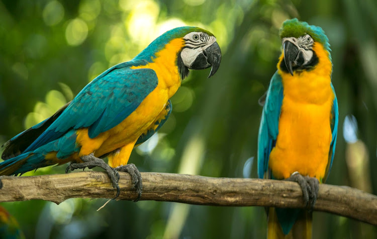  Colorful macaws in the cruise terminal in Cartagena, Colombia. 