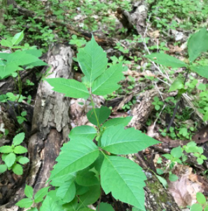 poison Ivy