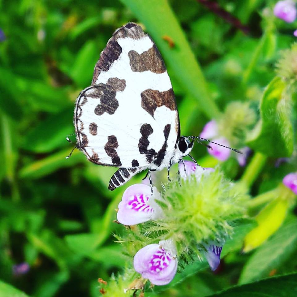 Angled Pierrot