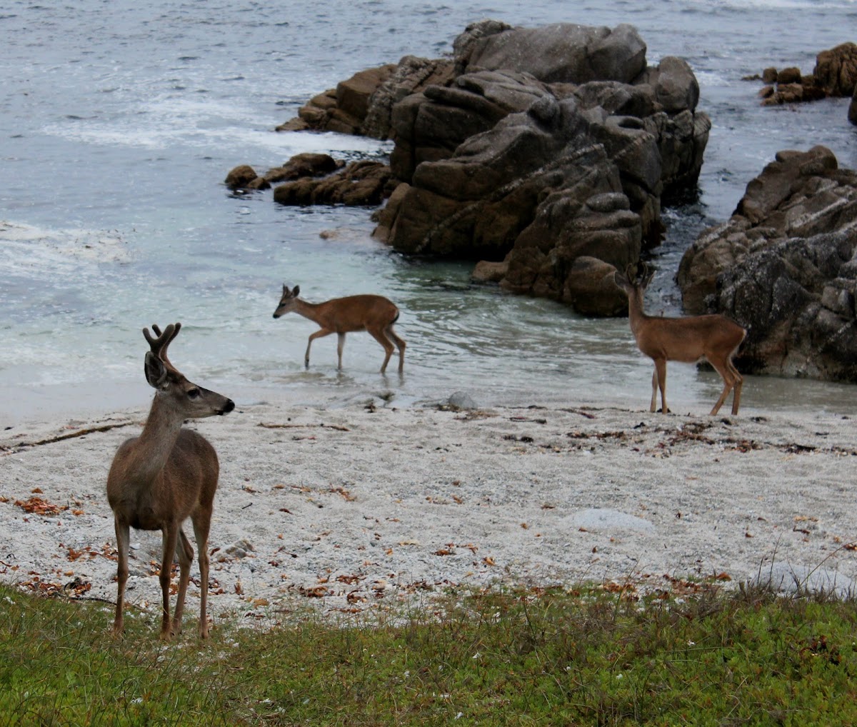 Black-tailed Deer