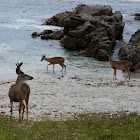 Black-tailed Deer