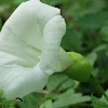 Large Bindweed