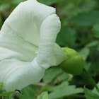 Large Bindweed