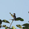 Asian Drongo Cuckoo / Square-tailed Drongo Cuckoo