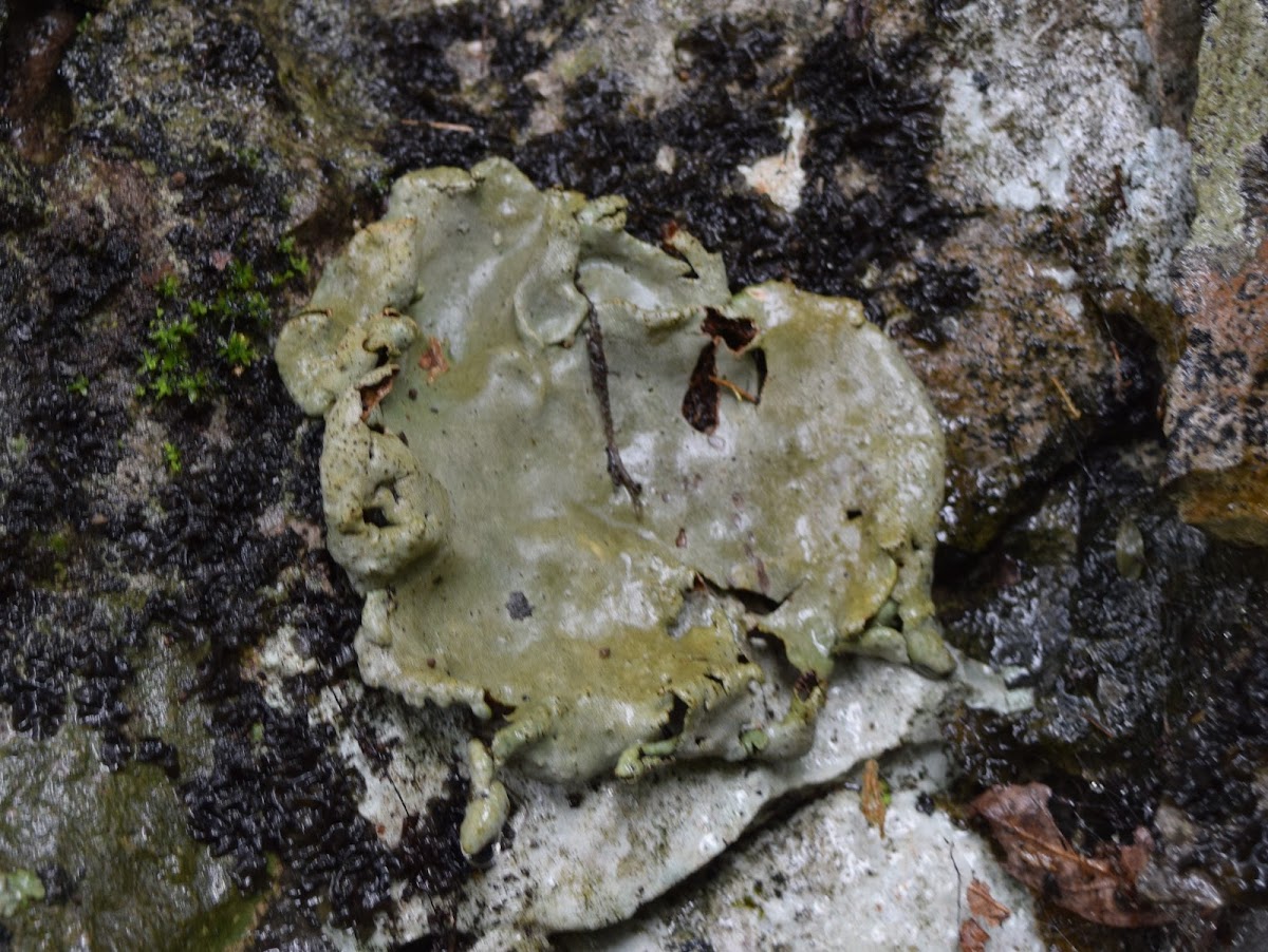 Stippleback lichen
