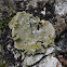 Stippleback lichen