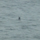 Fork-tailed Storm-Petrel