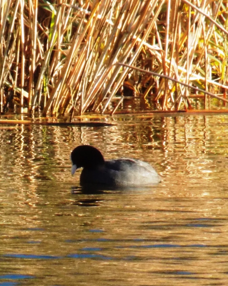 The Eurasian coot