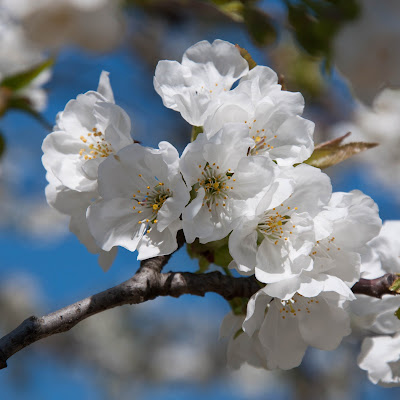 bianco e blu di Giomi