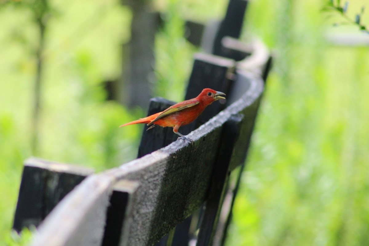 summer tanager