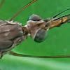 Spotted Crane-fly.