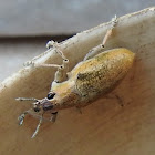 Gold dust weevil