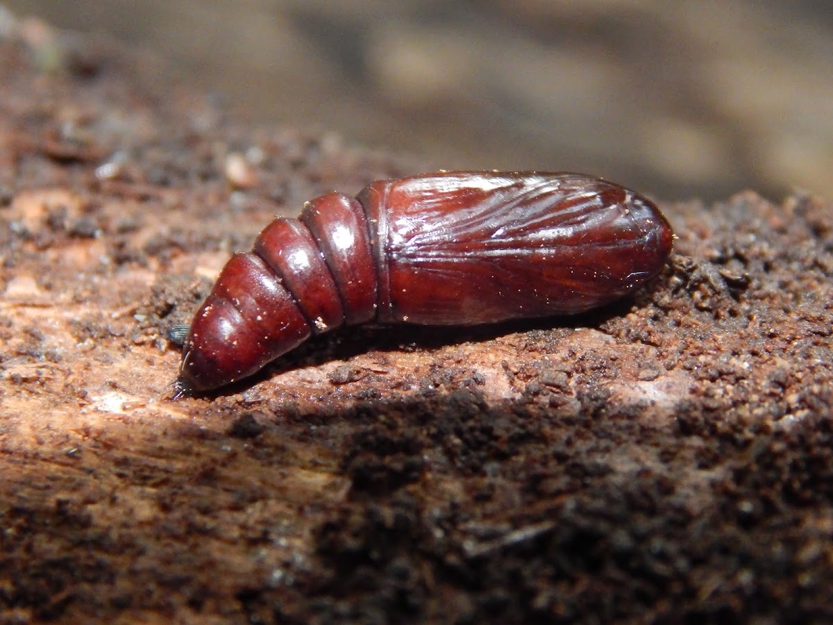 Noctuid moth Pupae