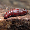 Noctuid moth Pupae