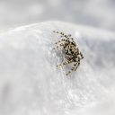 Spider crawling on rocks