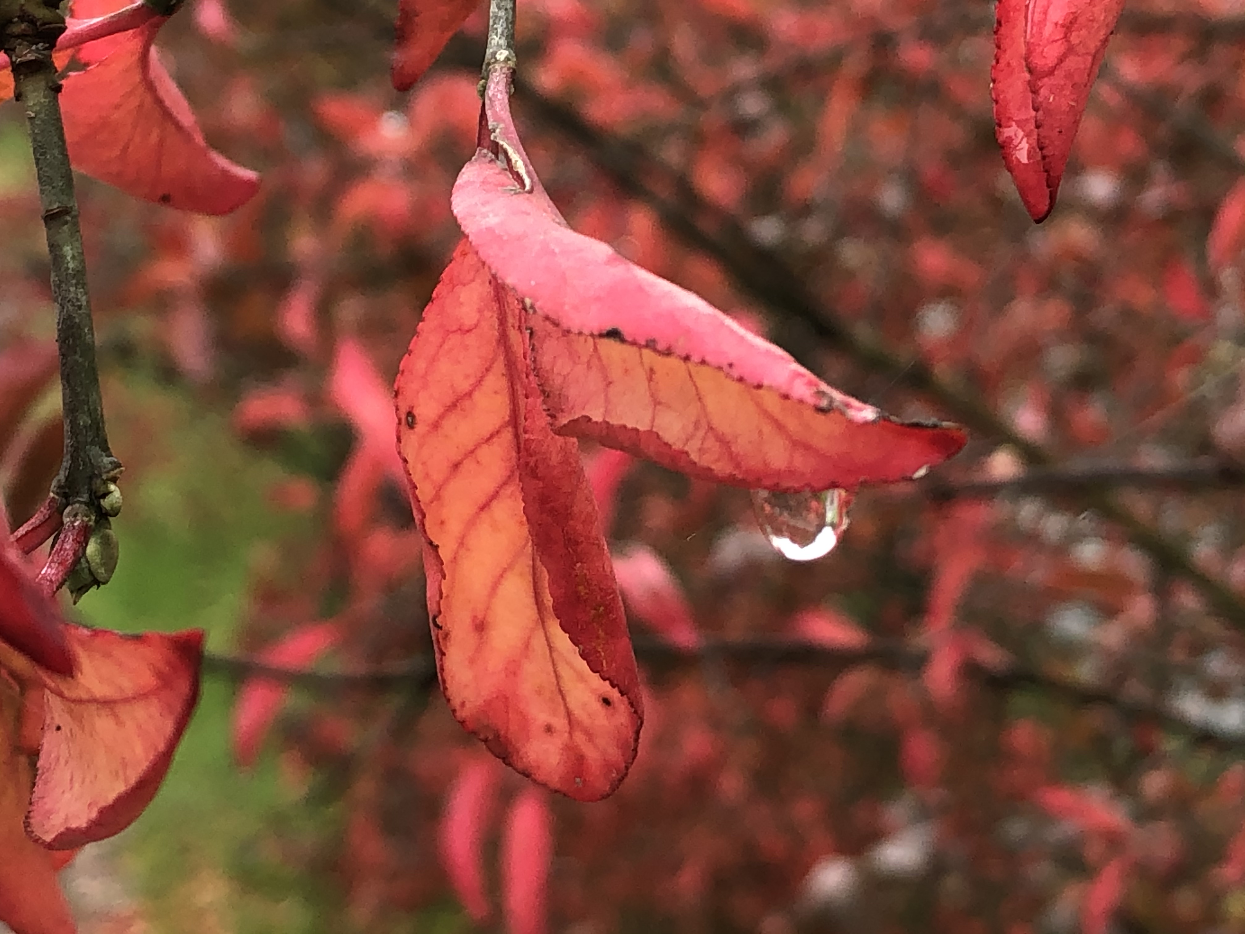 L'acqua è vita! di GIRENR