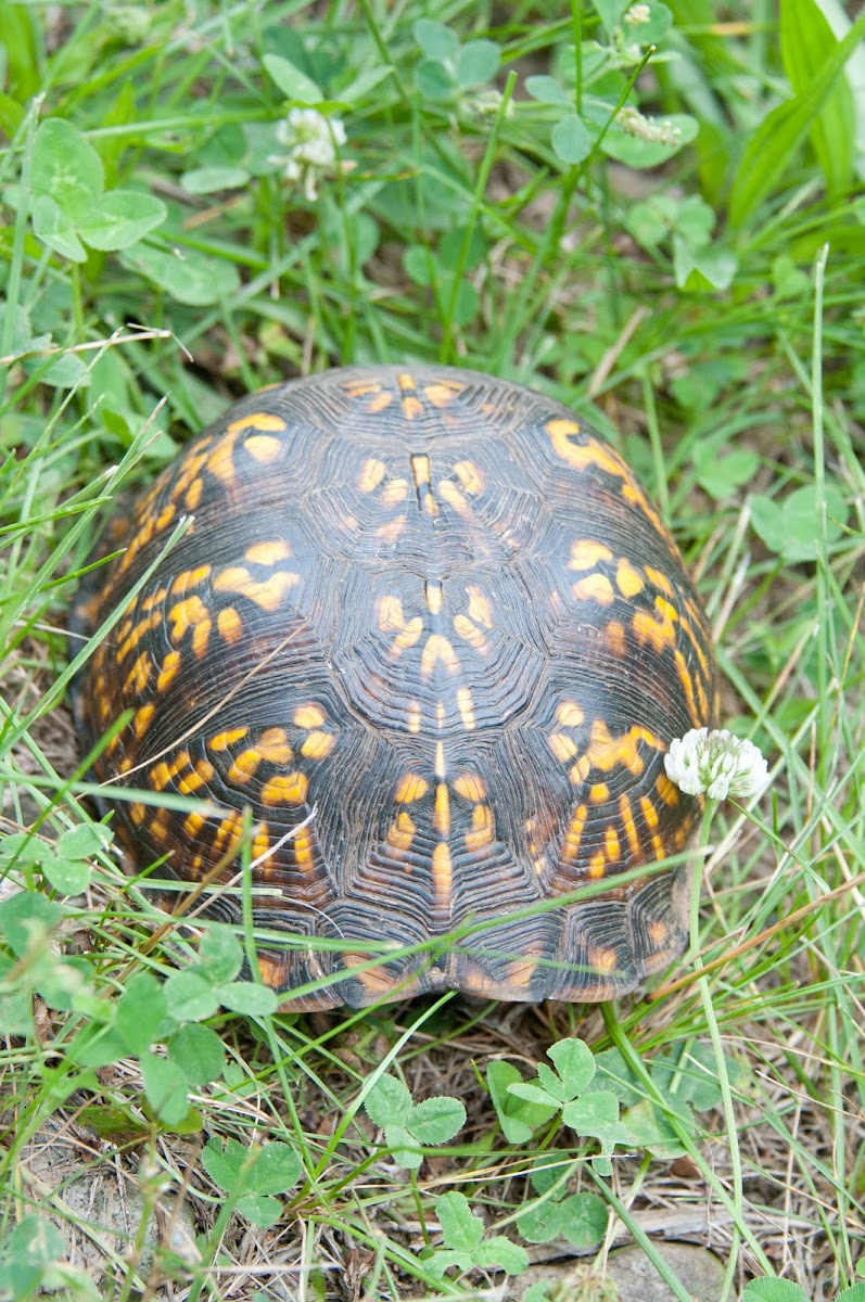 Eastern Box Turtle