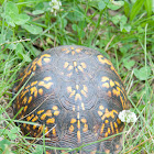 Eastern Box Turtle